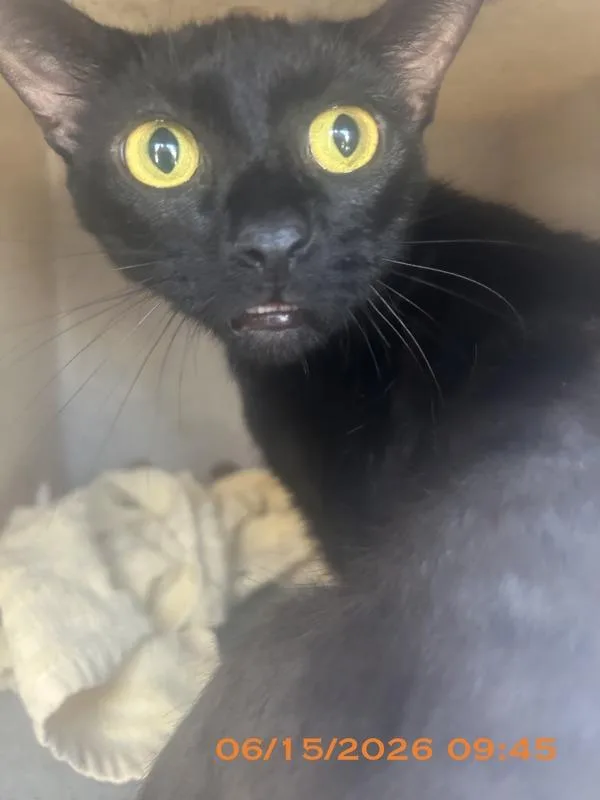 A young small-sized female Domestic Short Hair cat named Pandora for adoption in Melbourne, FL