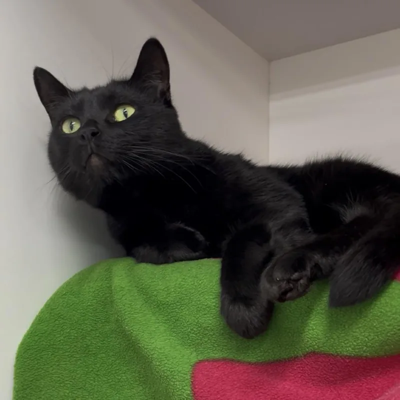 An adult large-sized male Black Domestic Short Hair cat named T'Challa for adoption in Tampa, FL