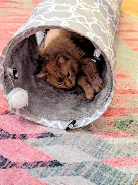 Mr. Mustard thumbnail 2