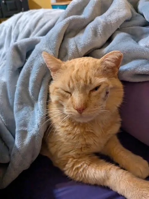 Mr. Mustard thumbnail 3