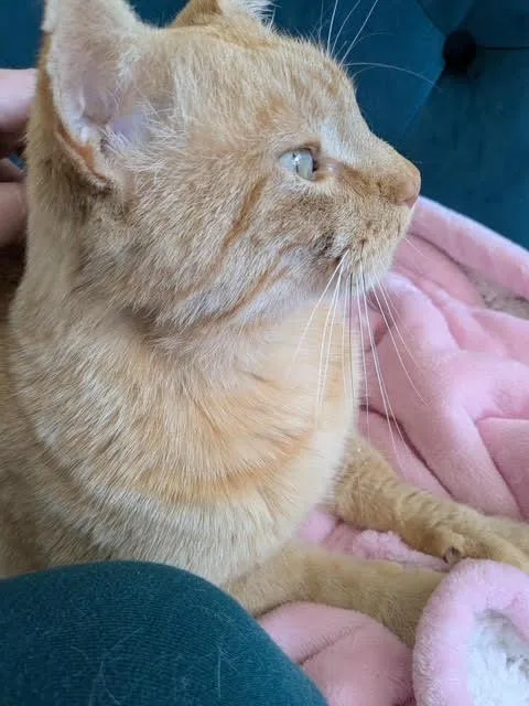 An adult large-sized male Orange & White American Shorthair cat named Mr. Mustard for adoption in Bellmawr, NJ