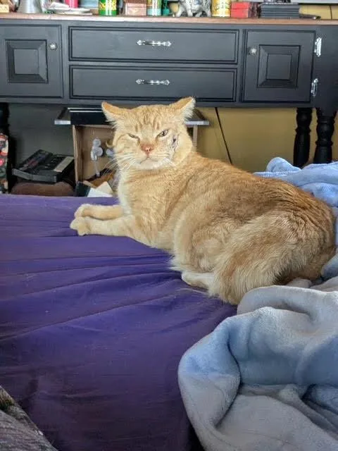 Mr. Mustard thumbnail 4