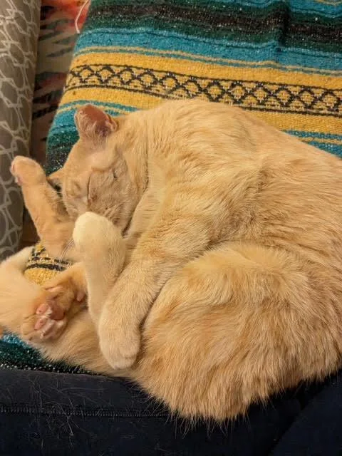 Mr. Mustard thumbnail 5