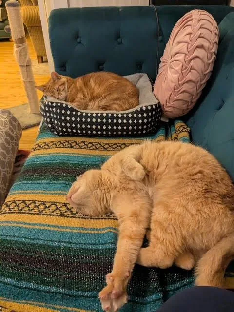 Mr. Mustard thumbnail 6