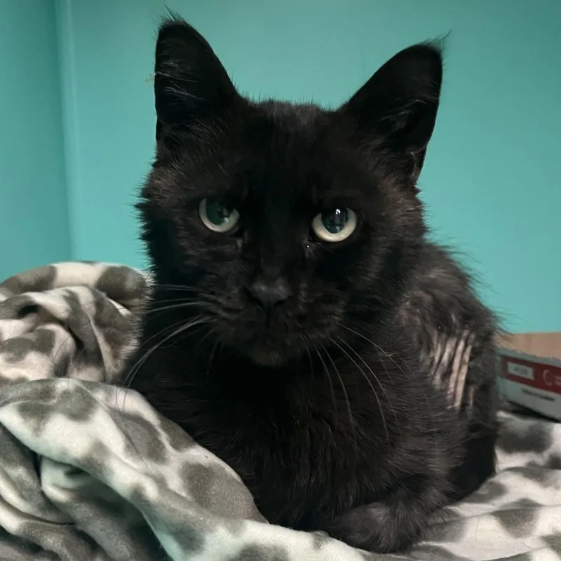 An adult medium-sized female Black Domestic Short Hair cat named Nakia for adoption in Owosso, MI