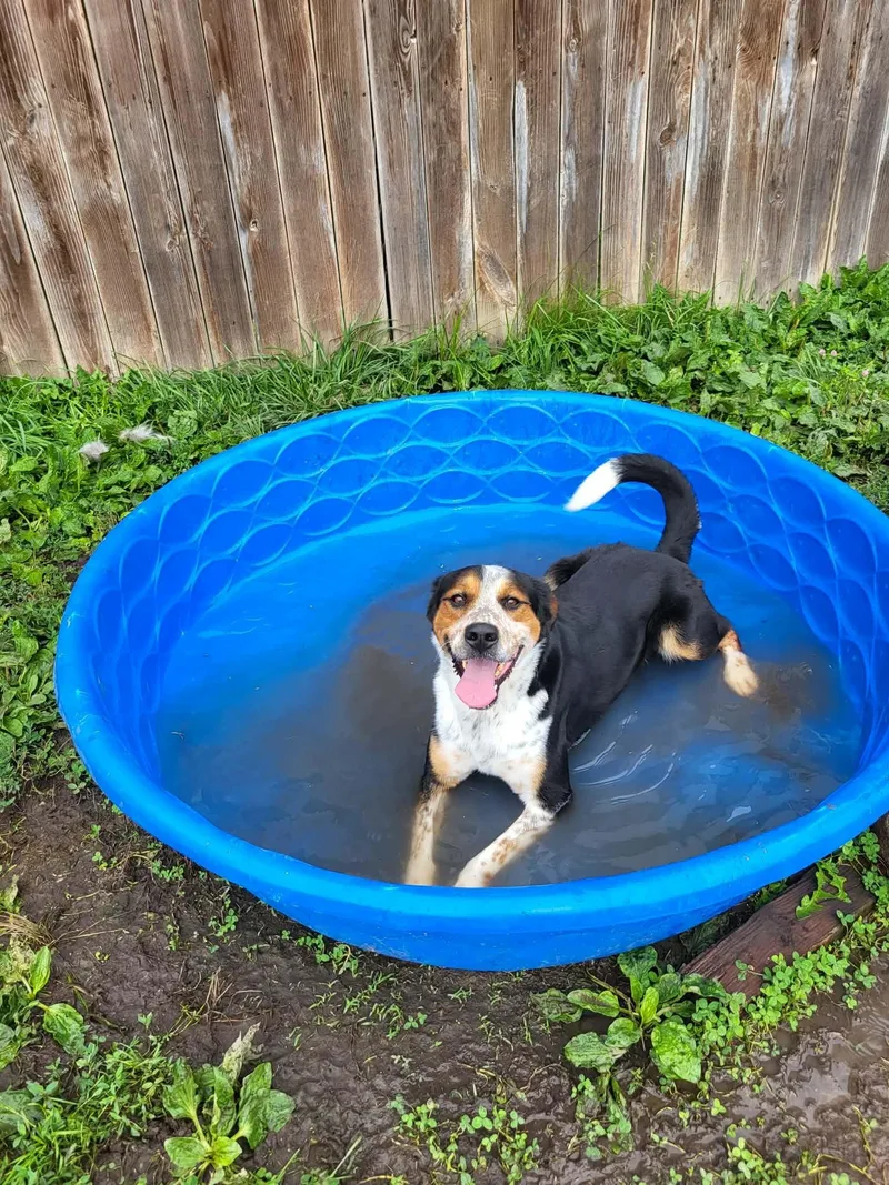 A young medium-sized male Tricolor (Brown, Black, & White) Greater Swiss Mountain Dog dog named Mick for adoption in Dyer, IN
