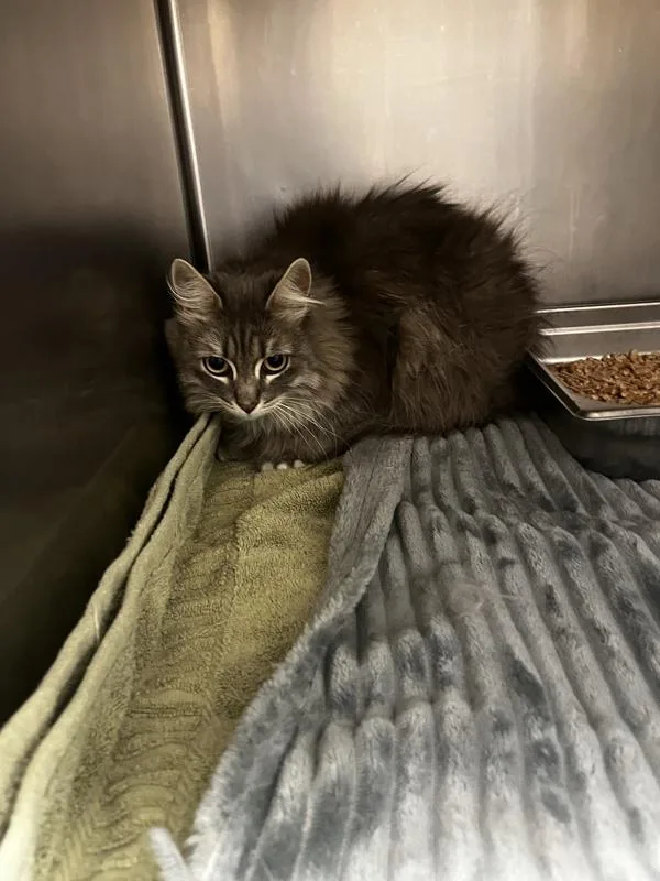 An adult medium-sized female Domestic Medium Hair cat named Manatee for adoption in Great Falls, MT