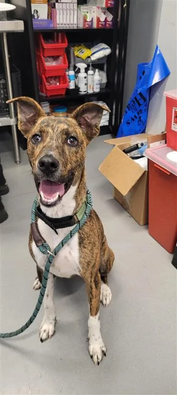 An adult medium-sized male Mixed Breed dog named Rafael FKA Sprinkle for adoption in West Chester, PA