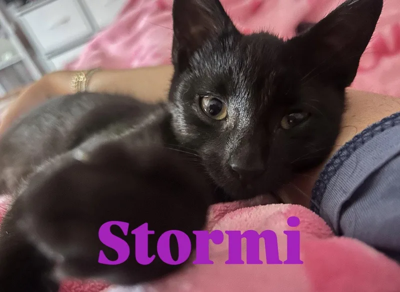 A baby medium-sized female Black Domestic Short Hair cat named Stormi for adoption in Spring Lake, NJ