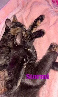 Stormi thumbnail 2