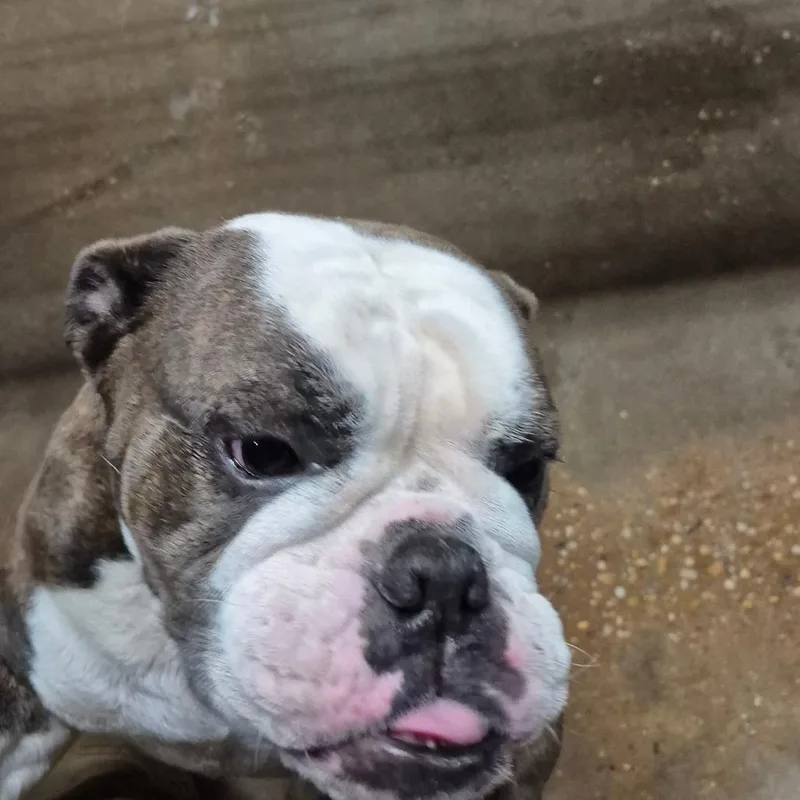 An adult medium-sized female Brindle English Bulldog dog named Pay Pay for adoption in Montgomery, AL