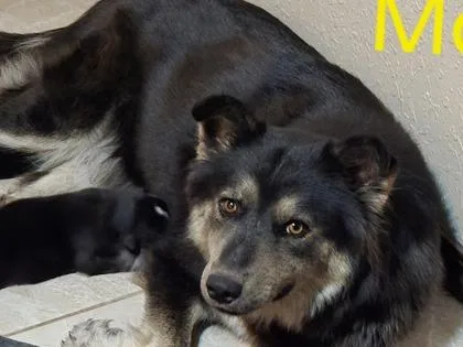 An adult large-sized female Black Mixed Breed dog named Willa for adoption in El Paso, TX