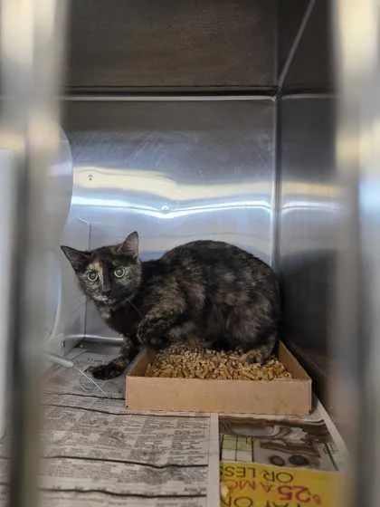 An adult small-sized female Domestic Short Hair cat named Pop Socket for adoption in Sevierville, TN