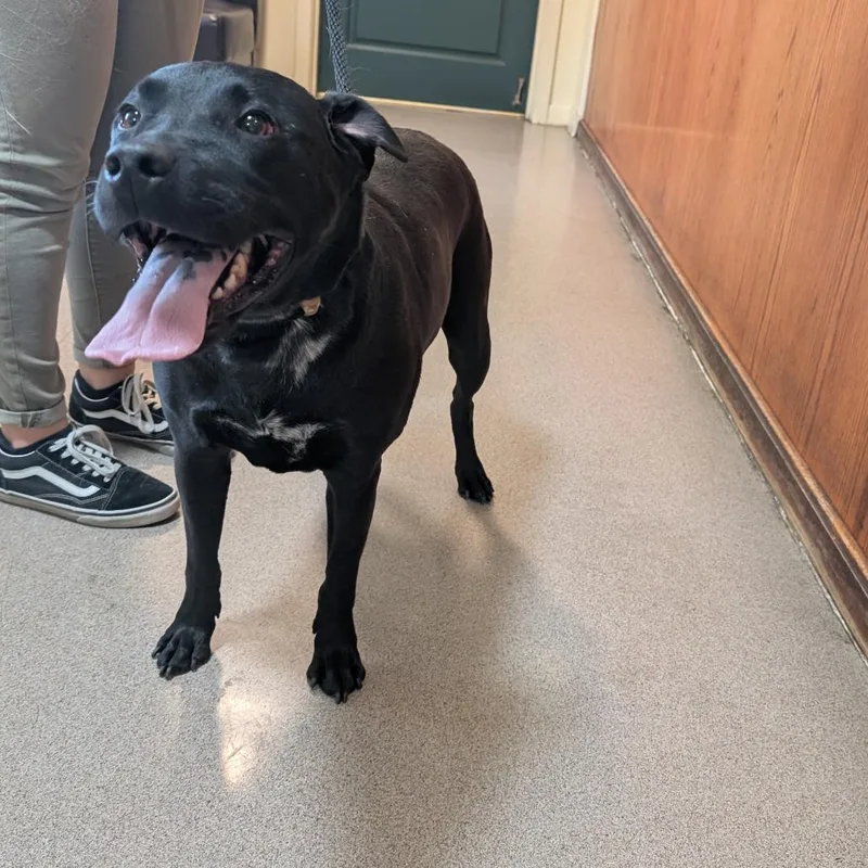 An adult large-sized male Black Pit Bull Terrier dog named Chomp for adoption in Pasadena, CA