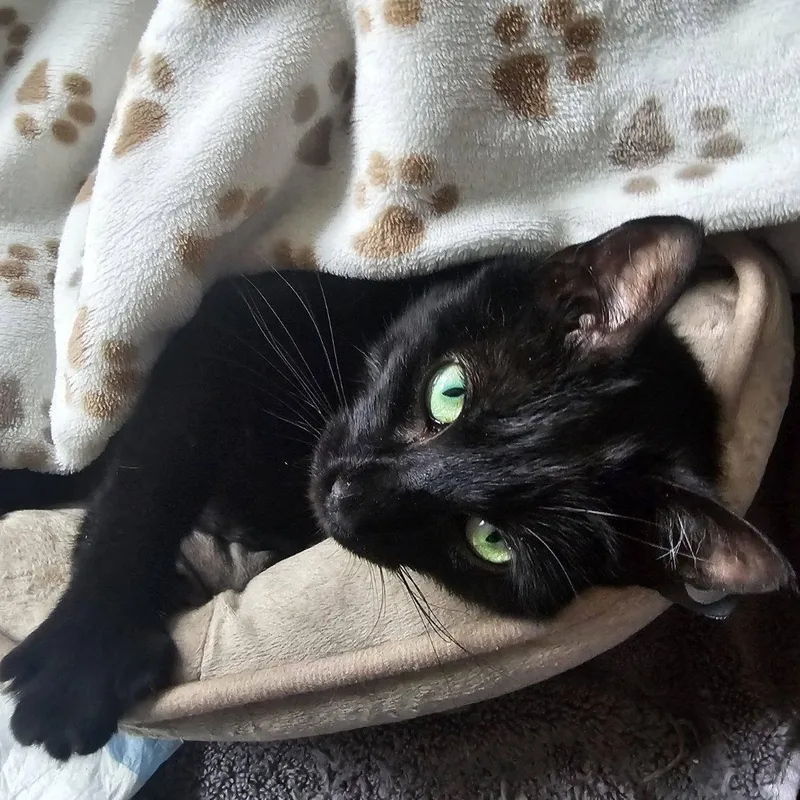 An adult medium-sized female Black Domestic Short Hair cat named Nelly for adoption in Wayne, NJ