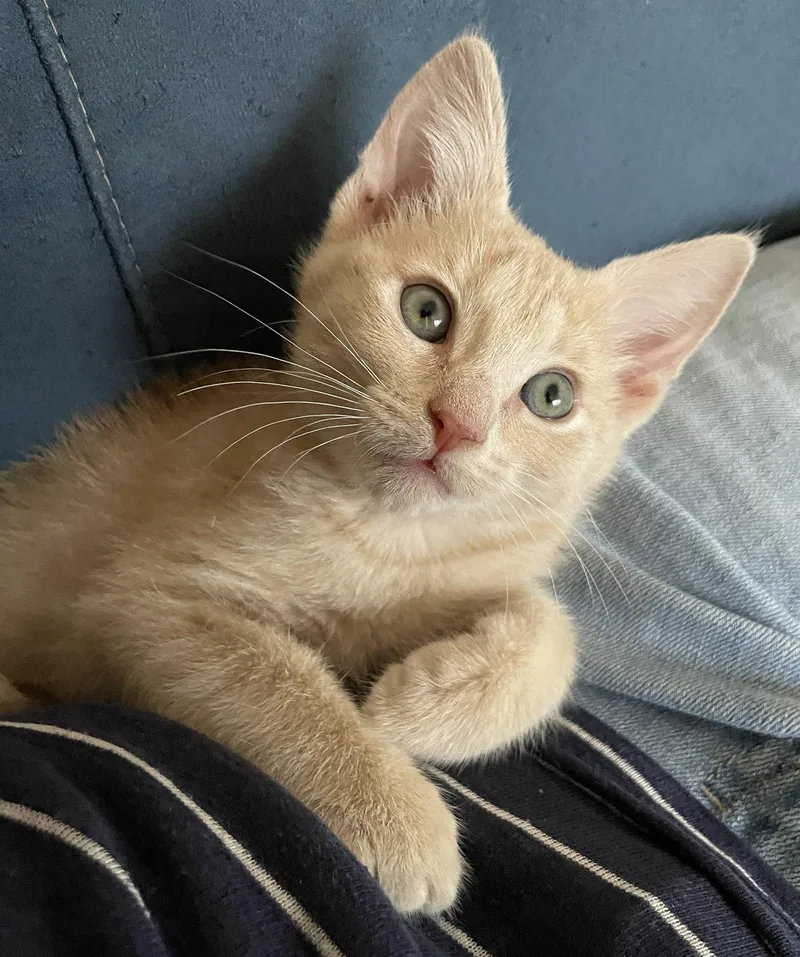 A baby medium-sized female Buff / Tan / Fawn Domestic Short Hair cat named Buffy for adoption in Oviedo, FL