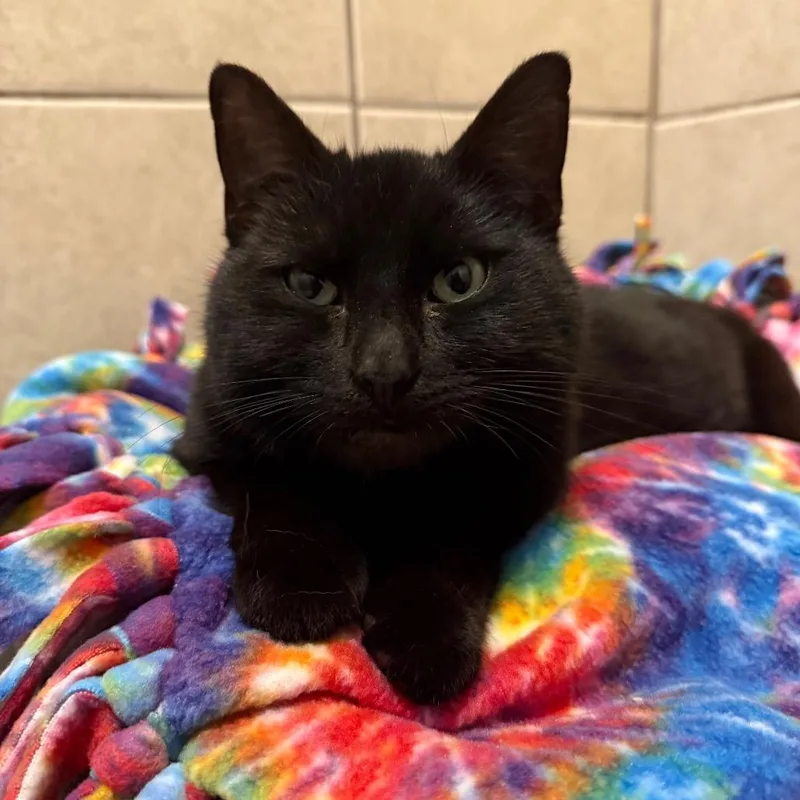 A young medium-sized male Black Domestic Short Hair cat named Buddy for adoption in Fenton, MI