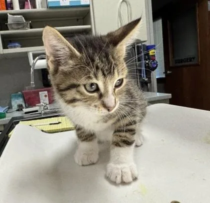 A baby small-sized male Domestic Short Hair cat named Scully for adoption in Pequot Lakes, MN