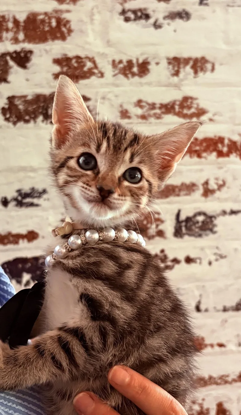A baby medium-sized female Brown / Chocolate Tabby cat named Reece for adoption in Kannapolis, NC