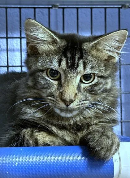 A baby medium-sized male Domestic Short Hair cat named Evan for adoption in Washington, DC