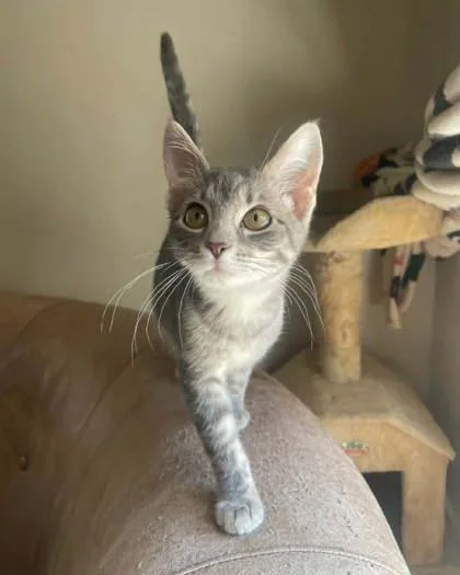 A baby medium-sized female Tabby (Gray / Blue / Silver) Domestic Short Hair cat named Lil Grey for adoption in Warr Acres, OK