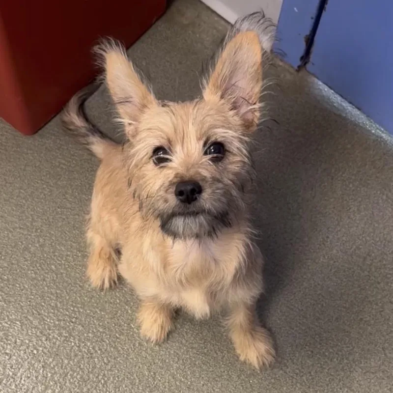 A baby small-sized female Yellow / Tan / Blond / Fawn Cairn Terrier dog named Fiji D for adoption in Princeton, MN