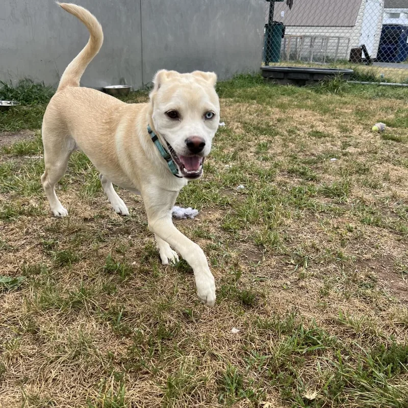 An adult large-sized male Husky dog named Coy Castle for adoption in Harrisonburg, VA