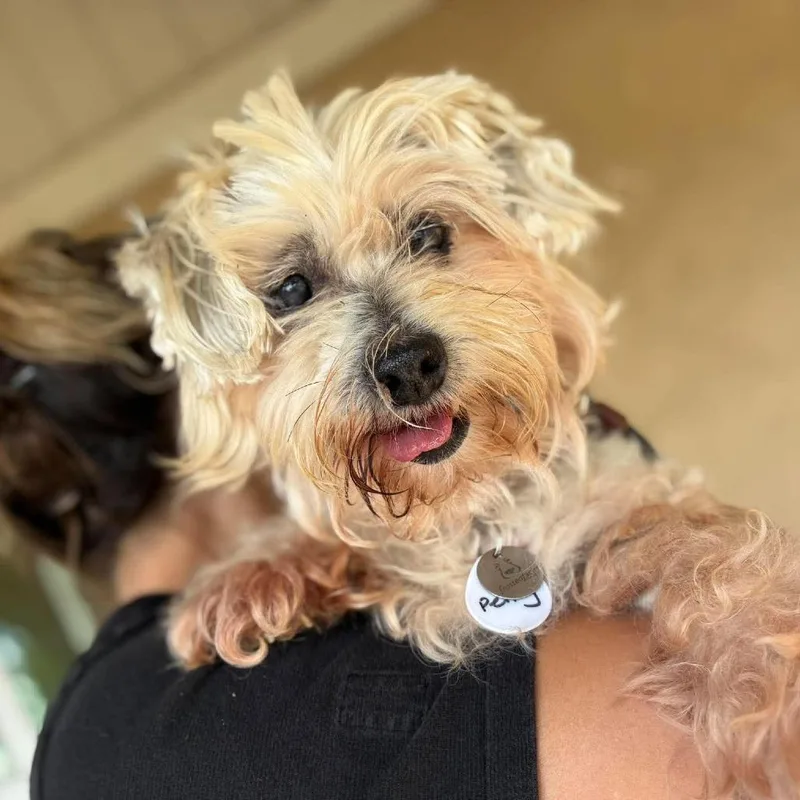 A senior small-sized female Maltese dog named Penny for adoption in Ramona, CA