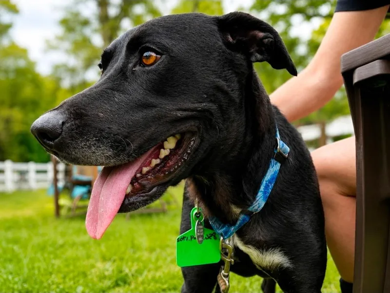 An adult medium-sized male Black Labrador Retriever dog named Koa for adoption in Warrington, PA