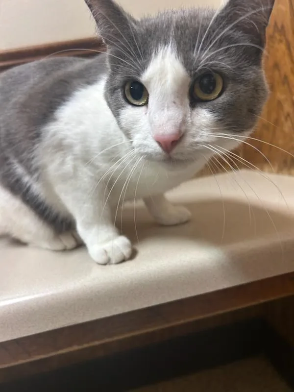 A young medium-sized female American Shorthair cat named Sushi for adoption in Oklahoma City, OK