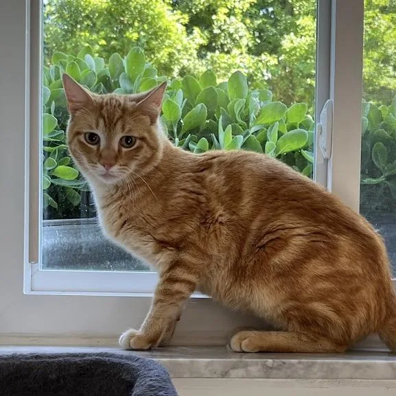 An adult small-sized male Orange / Red Domestic Short Hair cat named Nacho for adoption in Troy, IL
