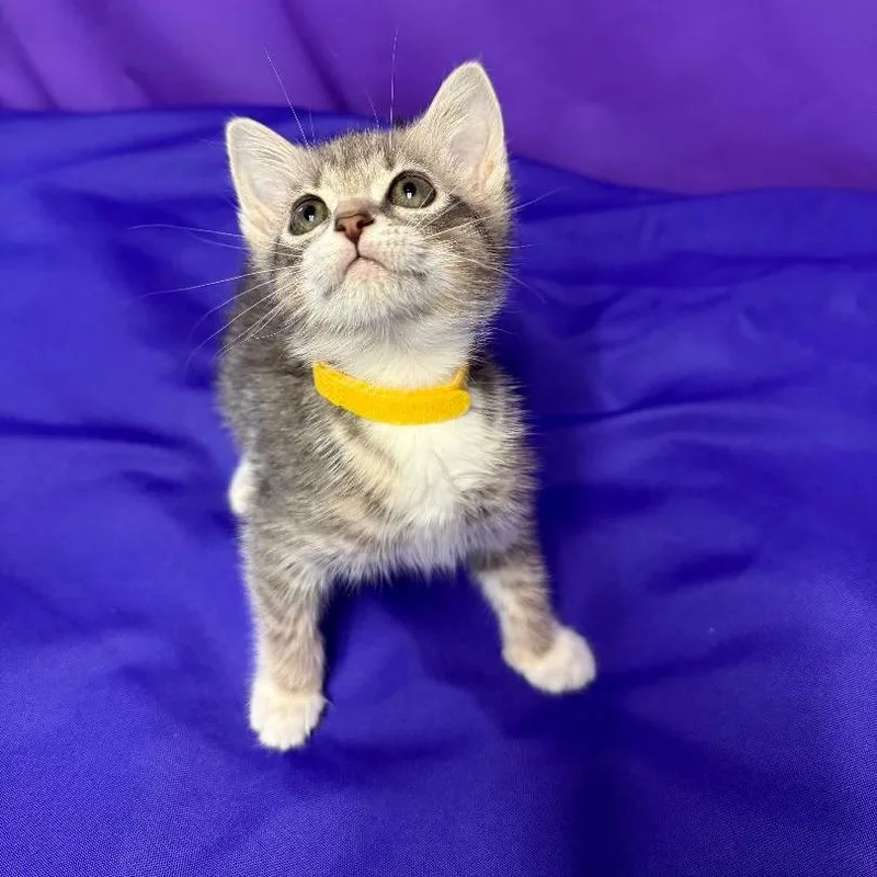 A baby small-sized female Gray / Blue / Silver Domestic Short Hair cat named Hazelnut for adoption in North Myrtle Beach, SC