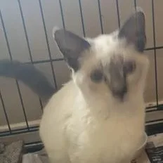 A baby small-sized male Cream Point Siamese cat named Rory for adoption in Liverpool, TX