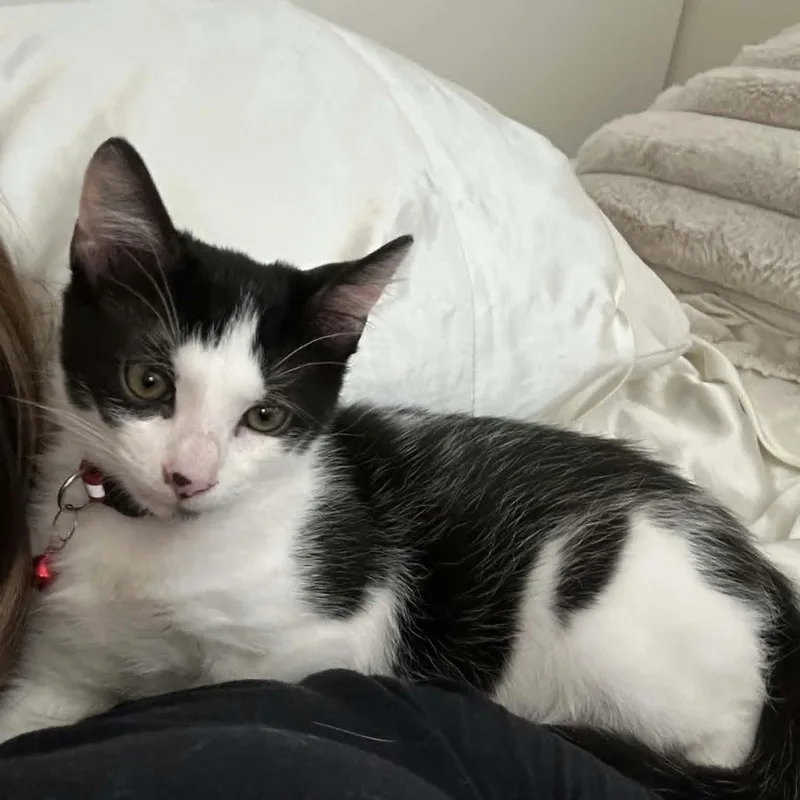 A baby medium-sized male Black & White / Tuxedo Domestic Short Hair cat named Adam for adoption in Santa Clara, CA