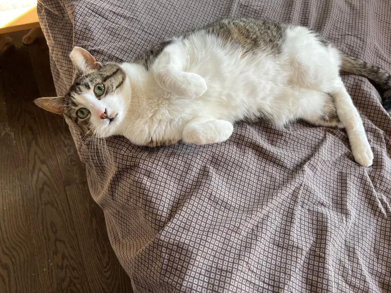 Pigeon Norfolk thumbnail 2