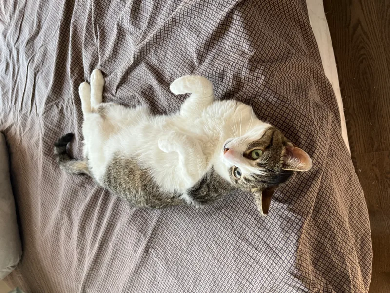 Pigeon Norfolk thumbnail 3