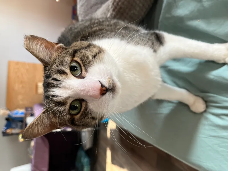 Pigeon Norfolk thumbnail 4