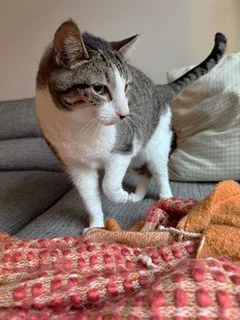 Pigeon Norfolk thumbnail 5