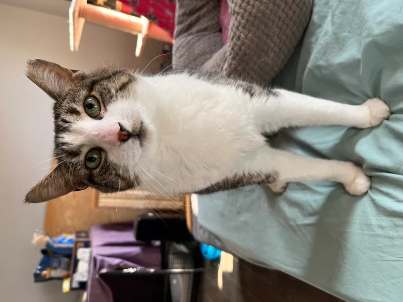 Pigeon Norfolk thumbnail 6