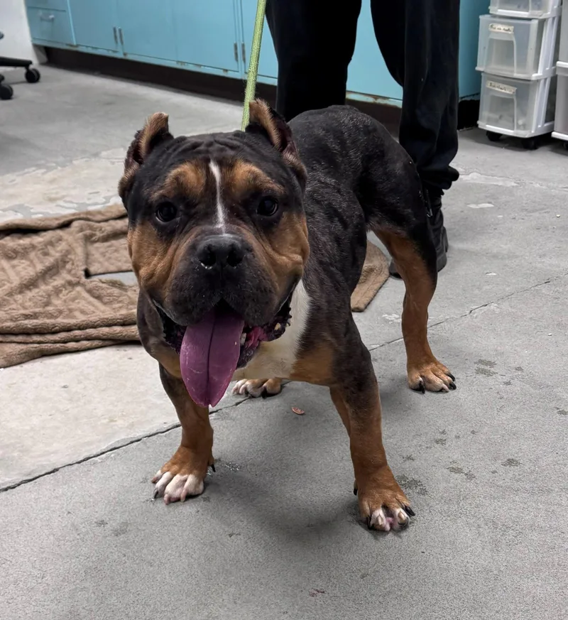 An adult large-sized male American Bully dog named Kevin for adoption in Urbana, IL