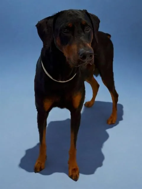 An adult medium-sized male Doberman Pinscher dog named Thorin for adoption in Agoura, CA