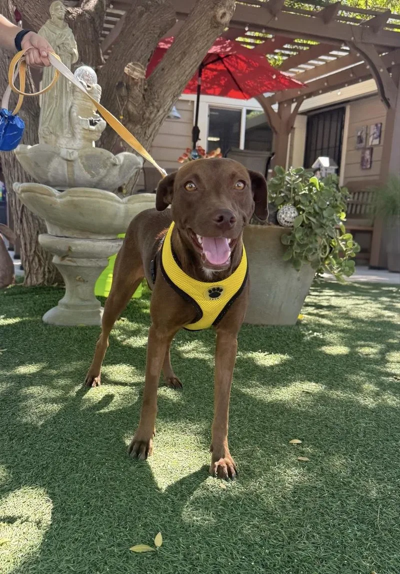 A young medium-sized female Brown / Chocolate Labrador Retriever dog named Mocha for adoption in Temecula, CA