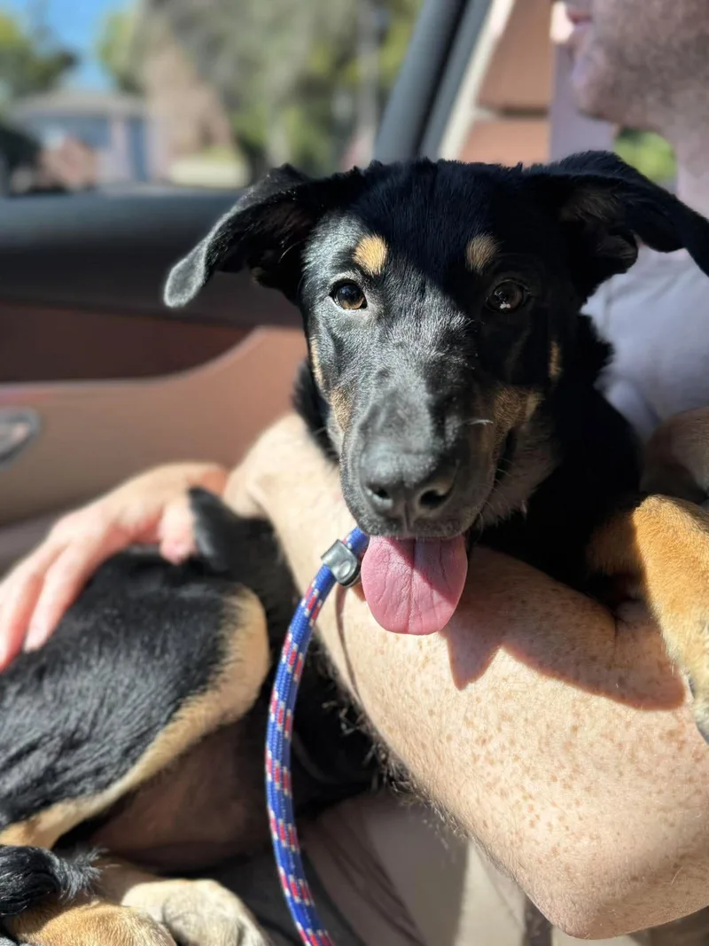 A baby medium-sized female Shepherd dog named Snickers for adoption in Palos Heights, IL