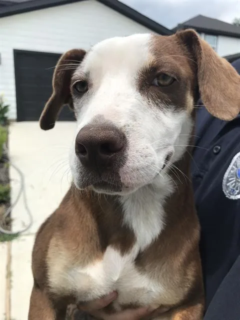 A young small-sized female Mixed Breed dog named Snicker for adoption in Dallas, TX