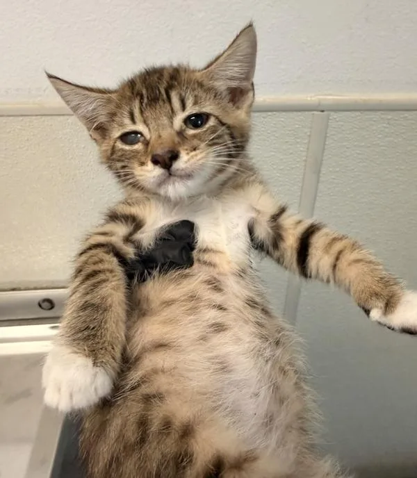 A baby medium-sized female Domestic Short Hair cat named Blink for adoption in San Diego, CA