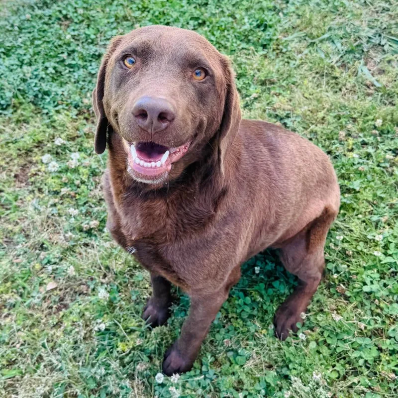 An adult medium-sized female Brown / Chocolate Chocolate Labrador Retriever dog named Jacy for adoption in Brownsboro, AL