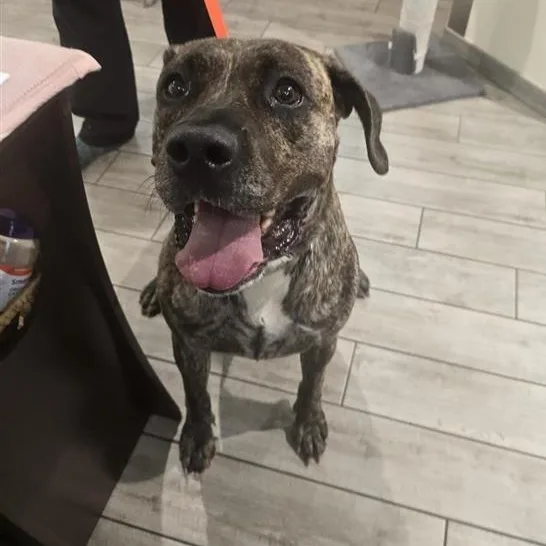 An adult large-sized female Brindle Presa Canario dog named Khaos for adoption in Prince Frederick, MD