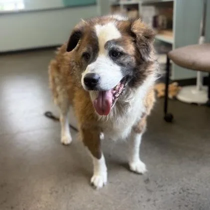A senior large-sized male Red / Chestnut / Orange Mixed Breed dog named Delaware for adoption in Mishawaka, IN