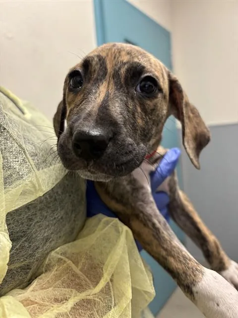 A baby small-sized female Mastiff dog named Fudge for adoption in Las Vegas, NV