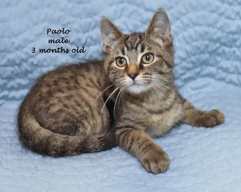 A baby medium-sized male Tabby (Brown / Chocolate) Tabby cat named Paolo for adoption in Euclid, OH